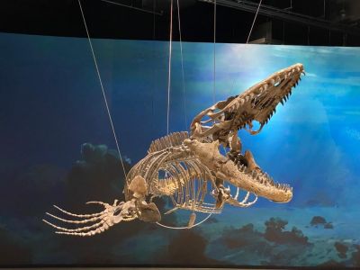 Mosasaurus, Dinosauria Musuem Prague