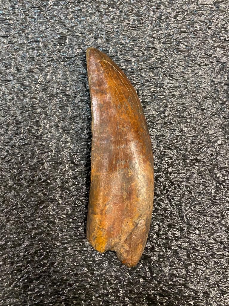 Carcharodontosaurus Dinosaur Tooth