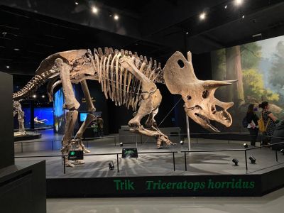 Triceratops - Dinosauria Museum Prague