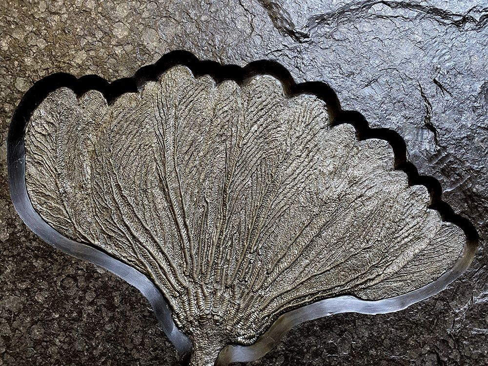 Sea Lily Fossils