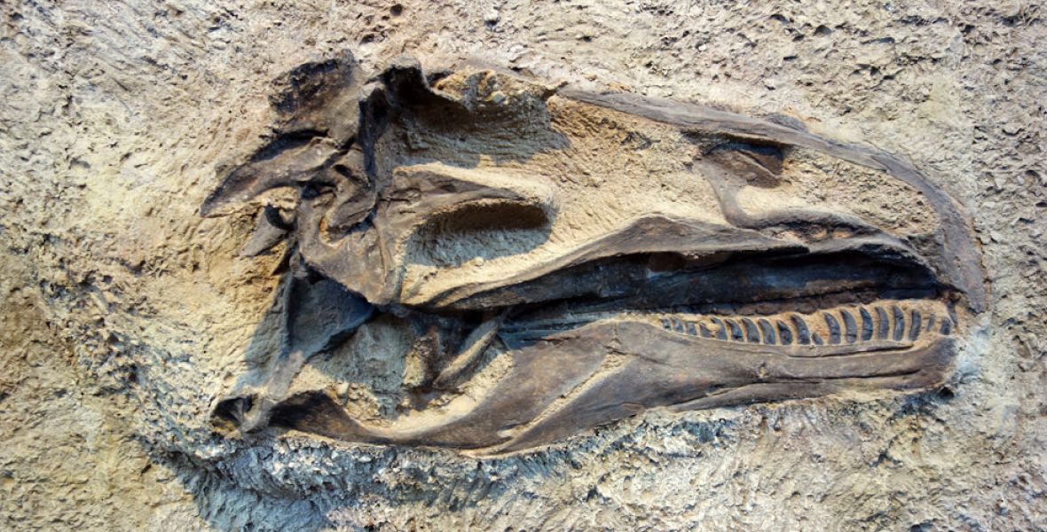 Thétis - Authentic Specimens